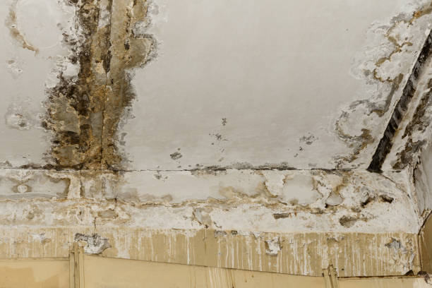 Best Mold Odor Removal Services  in Jonestown, PA