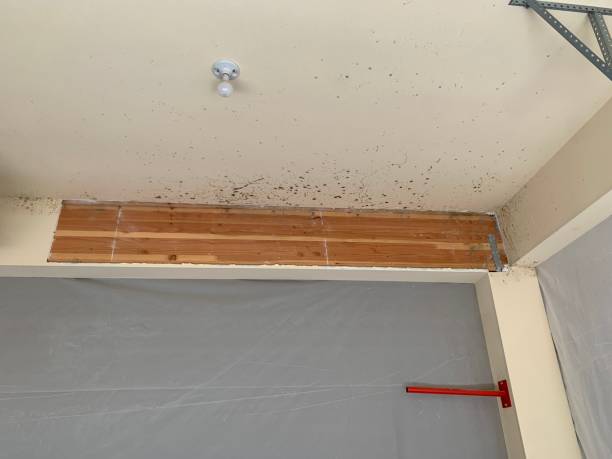 Best Water Damage & Mold Remediation  in Jonestown, PA